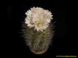 Eriosyce paucicostata subsp. paucicostata (syn. Pyrrhocactus neohankiana) 696